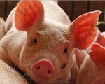 Nguy cơ đứt đoạn cung cầu thịt lợn tại Trung Quốc