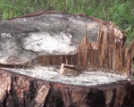 Cận cảnh những cánh rừng bị tàn phá tại Lâm Đồng