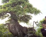 Cây me bonsai cổ thụ gần 100 tuổi độc đáo tại Long An