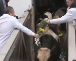 Tập đoàn TH đưa bò sữa đến Moscow