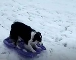 Video chú chó ngộ nghĩnh tự trượt tuyết