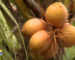 Độc đáo vườn dừa quả màu vàng cam ở TP.HCM