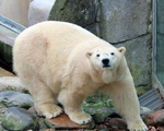 Chú gấu Bắc Cực đầu tiên chào đời tại Anh sau 1/4 thế kỷ