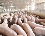 Hỗ trợ xây dựng chuỗi sản xuất thịt lợn an toàn dịch bệnh để xuất khẩu