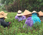Khánh Hòa: Mưa kéo dài, nhiều hoa cúc Tết bị chết vì thối rễ
