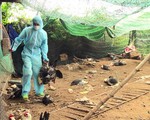 Long An công bố dịch cúm H5N1 trên gia cầm