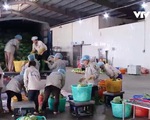 Doanh nghiệp Việt xuất khẩu rau trực tiếp sang Nhật Bản