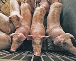 Hàn Quốc thiết lập 'vùng đệm' ngăn dịch tả lợn châu Phi