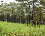 Thủ tướng yêu cầu báo cáo về rừng thông phòng hộ ở Đắk Nông bị đầu độc