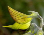 Loài hoa kỳ lạ có hình dáng y hệt chú chim thu hút hàng chục ngàn lượt tương tác