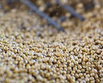 Trung Quốc có thể miễn thuế cho 10 triệu tấn đậu tương từ Mỹ
