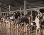 Xuất khẩu sữa chính ngạch sang Trung Quốc: Cơ hội đi kèm với thách thức