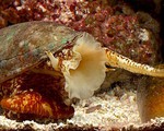 Dùng nọc độc của ốc sên biển để chữa bệnh