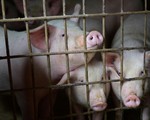 Năm 2021, Việt Nam sẽ có vaccine tả lợn châu Phi