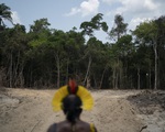 Báo động nạn phá rừng Amazon ở Brazil