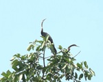 Đàn chim cổ rắn đặc biệt quý hiếm vừa được phát hiện tại Đồng Nai