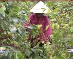 Lâm Đồng: E ngại thuê nhân công hái cà phê
