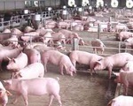 Giá thịt lợn hơi vượt mốc 70.000 đồng/kg