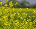 Ngắm cánh đồng hoa cải vàng nở rộ ở ngoại thành Hà Nội