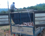 'Nóng' tình trạng buôn bán lợn không rõ nguồn gốc từ Lào