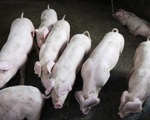 Tội phạm tại Trung Quốc phát tán dịch tả lợn châu Phi để ép giá người nuôi