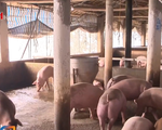 Tăng cường ngăn chặn xuất lậu lợn để ổn định nguồn cung dịp Tết