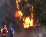 Báo động đỏ cháy rừng tại Chile