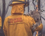 Hàng nghìn con gấu Koala chết do cháy rừng tại Australia