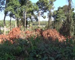 Điều tra vụ chặt phá rừng tại Khu bảo tồn thiên nhiên văn hóa Đồng Nai