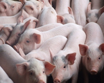 Khẩn trương bình ổn giá thịt lợn bằng nhiều giải pháp