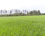 Người trồng lúa sẽ được dùng phân bón chất lượng với giá thấp