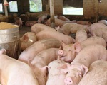Hà Nội: Khoảng 3.500 hộ đủ điều kiện tái đàn lợn