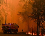 Gần nửa tỷ động vật bị chết trong cháy rừng ở Australia