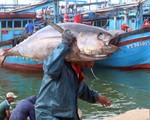 Bình Định: Xuất khẩu 120 con cá ngừ đại dương sang Nhật