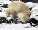 Gấu trắng Bắc Cực đồng loạt đổ bộ quần đảo Novalya của Nga