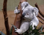 Cảnh báo nguy cơ tuyệt chủng gấu túi Koala