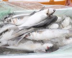 Bắt giữ và tiêu hủy hơn 1 tấn cá đối đông lạnh nhập lậu ở Quảng Ninh