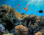 Dầu loang đe dọa đảo san hô lớn nhất thế giới