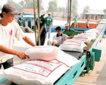 Xuất khẩu chính ngạch 100.000 tấn gạo sang Trung Quốc