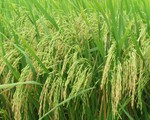 Nông dân thất vọng vì giá lúa Đông Xuân giảm