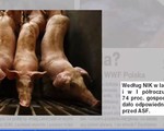Các nước châu Âu tìm mọi cách ngăn chặn dịch tả lợn lây lan