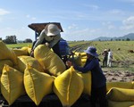 Hỗ trợ tín dụng với doanh nghiệp mua lúa gạo