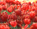 Chiêm ngưỡng vẻ đẹp của vườn hoa tulip lớn nhất Việt Nam