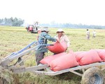 Giá lúa Đông Xuân giảm do đóng cống ngăn mặn