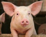 Lợn - loài vật báo hiệu may mắn nhưng thường gây phiền toái ở Hong Kong