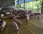 Phú Yên cấp 5.000 lít thuốc sát trùng phòng tả lợn châu Phi