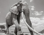 Những hình ảnh cuối cùng về “voi nữ hoàng” có đôi ngà khổng lồ ở Kenya