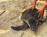 Thả cá thể rùa biển 30kg về biển an toàn
