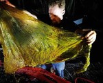 Cá voi chết vì nuốt 40 kg rác thải nhựa