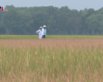TT-Huế: Hàng trăm ha lúa Đông Xuân bị ảnh hưởng do nắng hạn